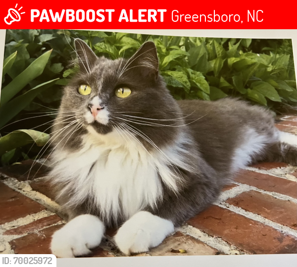 Lost Male Cat last seen Carlisle Rd & St Andrews Rd, Greensboro, NC 27408
