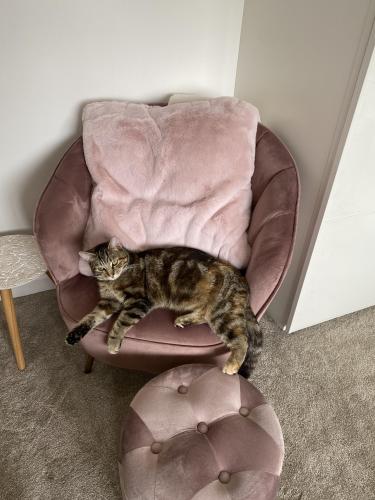 Lost Female Cat last seen Robinia close , Worcestershire, England WR11 2EZ
