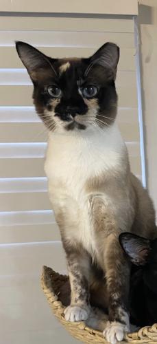 Lost Female Cat last seen 32St & 92 AVE (westchester), Miami, FL 33165