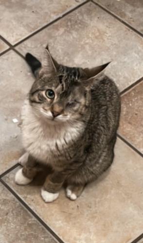 Lost Male Cat last seen Near gentle breeze ct Herndon va 20170, Herndon, VA 20170