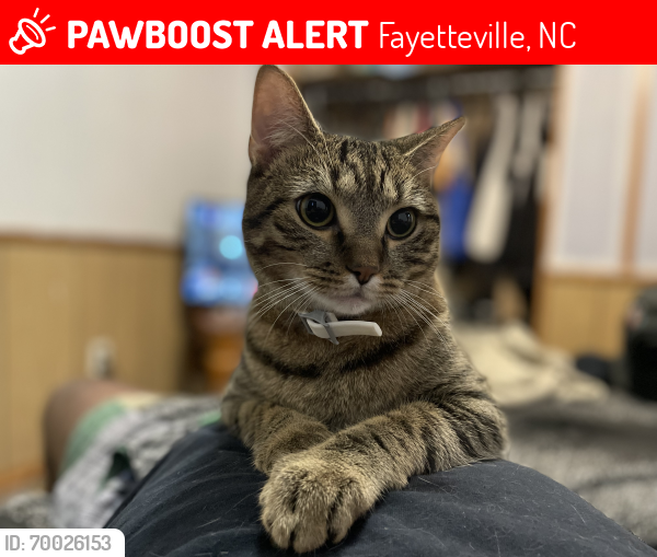 Lost Male Cat last seen Ireland Drive, Fayetteville, NC 28304