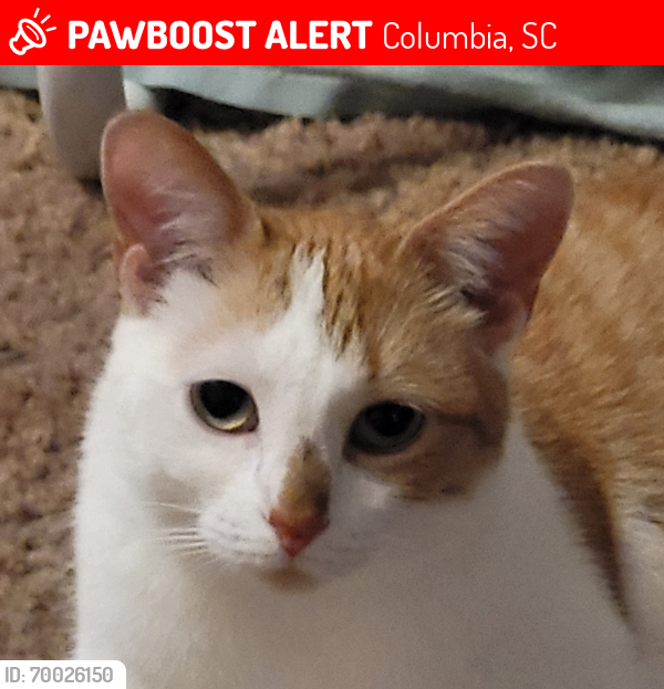 Lost Female Cat last seen Near Anders Dr Columbia SC , Columbia, SC 29203