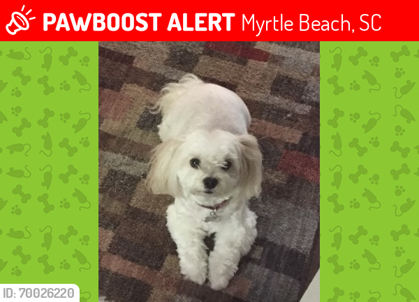 Lost Female Dog last seen Copper Leaf Dr/Bay Rd, Myrtle Beach, SC 29588