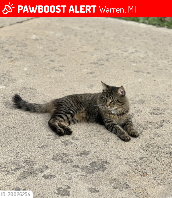 Lost Male Cat last seen Maxwell ave in 9 mile and Van Dyke , Warren, MI 48089