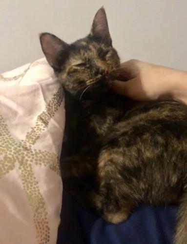 Lost Female Cat last seen Anne Ave, Humble, TX 77338