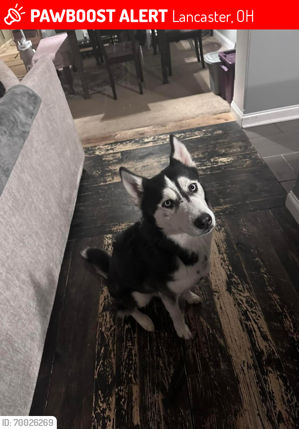 Lost Male Dog last seen W Mulberry Street and Baker, Lancaster, OH 43130