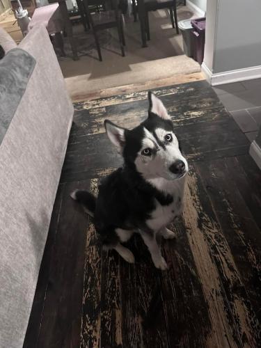 Lost Male Dog last seen W Mulberry Street and Baker, Lancaster, OH 43130