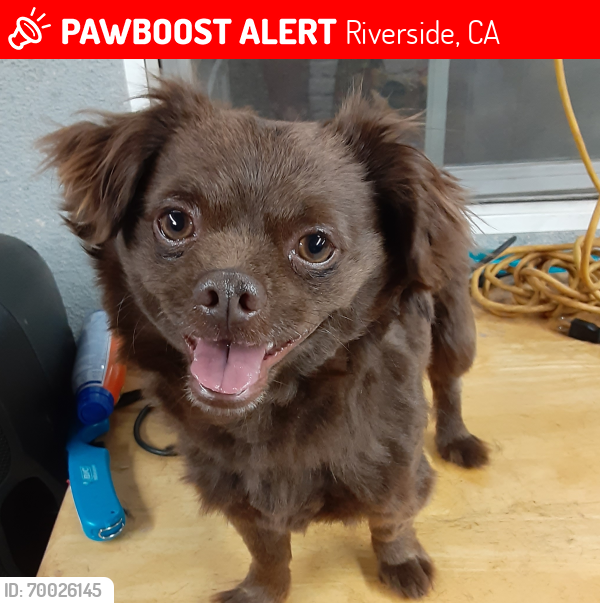 Lost Male Dog last seen Rutland Ave & Van Buren blvd, Riverside, CA 92503