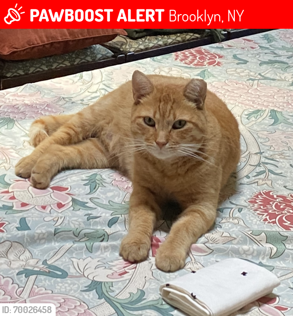 Lost Male Cat last seen MacDonough St betw Throop & Tompkins, Brooklyn NY 11216, Brooklyn, NY 11216
