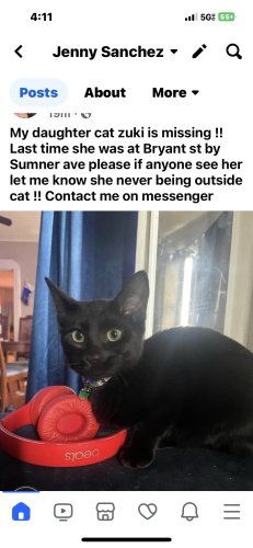 Lost Female Cat last seen Bryant st and sumner ave, Springfield, MA 01108