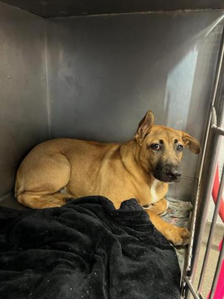 Shelter Stray Male Dog last seen , Downey, CA 90242