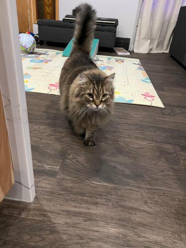 Lost Male Cat last seen Southeast of 63rd and Cass, Westmont, IL 60527