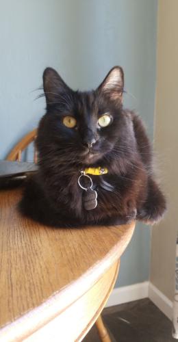 Lost Female Cat last seen Riverview Dr and Velp Ave, Green Bay, WI 54303