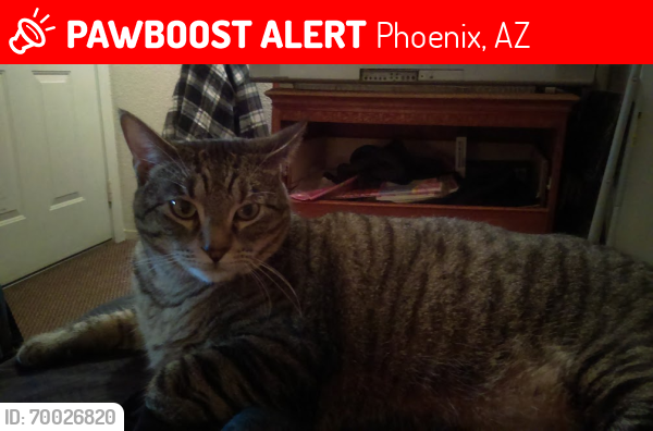 Lost Male Cat last seen 75th Avenue and Mcdowell Road or Estrella Parrk, Phoenix, AZ 85035