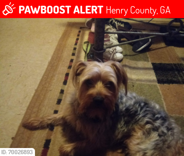 Lost Male Dog last seen Patrick Henry , Henry County, GA 30253