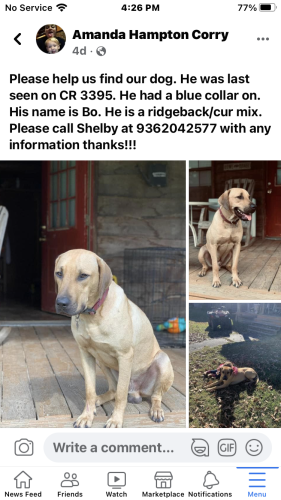 Lost Male Dog last seen CR 3395 By Shiloh Church in Lovelady Texas, Fannin County, TX 75449