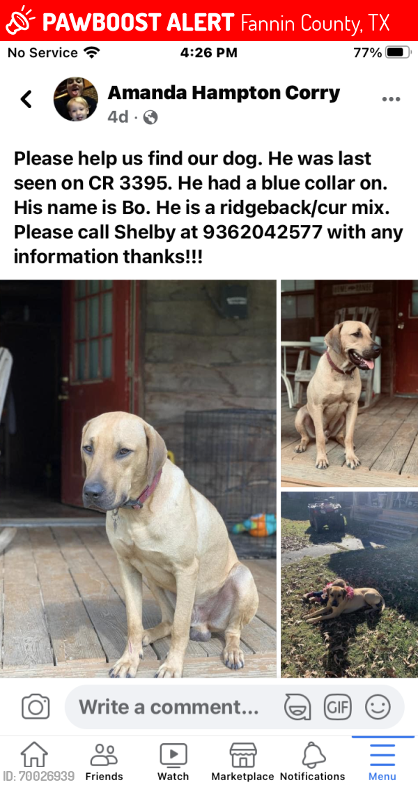 Lost Male Dog last seen CR 3395 By Shiloh Church in Lovelady Texas, Fannin County, TX 75449