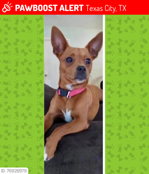 Lost Female Dog last seen 16th Ave & 22nd St., Texas City, TX 77590