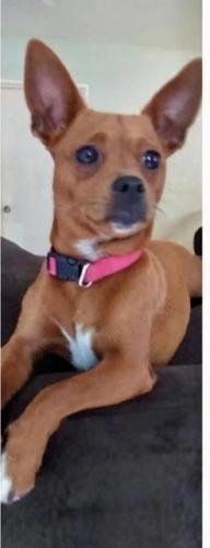 Lost Female Dog last seen 16th Ave & 22nd St., Texas City, TX 77590