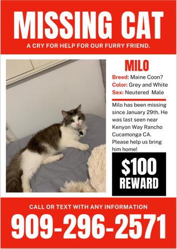 Lost Male Cat last seen The cul-de-sac next to Kenyon way, Rancho Cucamonga, CA 91701