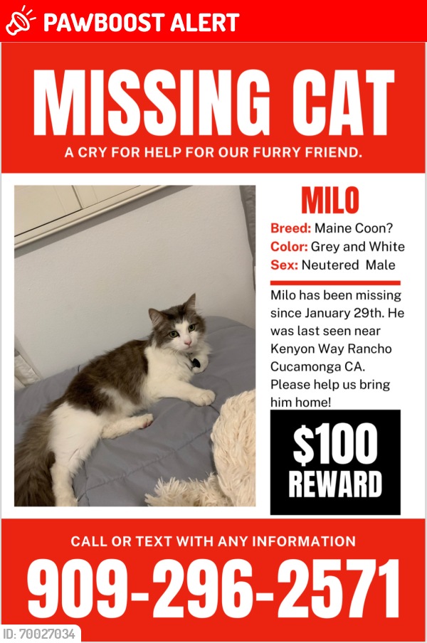 Lost Male Cat last seen The cul-de-sac next to Kenyon way, Rancho Cucamonga, CA 91701