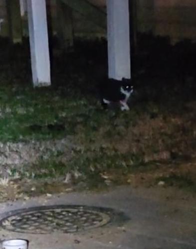 Found/Stray Unknown Cat last seen Haney lane, vienna , Tysons, VA 22182