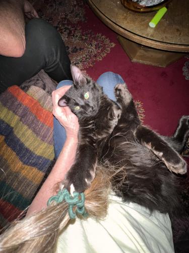Lost Male Cat last seen Near 3rd street and 1st avenue Ault co, Ault, CO 80610