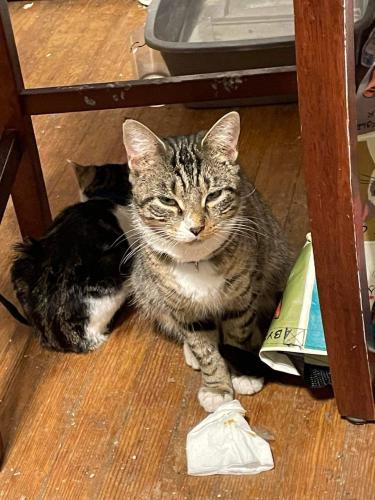 Lost Female Cat last seen Avenue a and seneca st , Schenectady, NY 12308