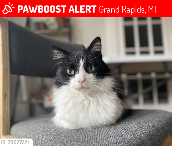 Lost Male Cat last seen Dunham & Giddings , Grand Rapids, MI 49507