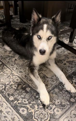 Lost Male Dog last seen Beaver hill road , Windham, CT 06256