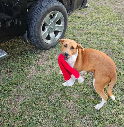 Lost Female Dog last seen Near Carlton Rd Groveton , Groveton, TX 75845