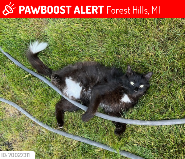 Lost Male Cat last seen Buttrick and Bolt Dr, Forest Hills, MI 49301