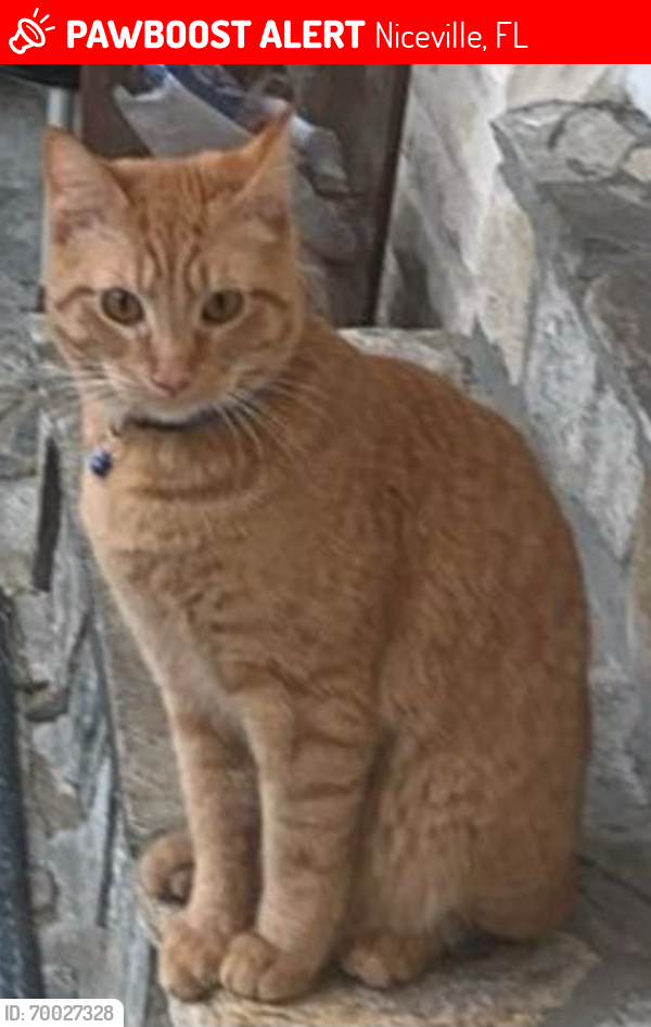 Lost Male Cat last seen Near Windrush Drive, Niceville, FL 32578