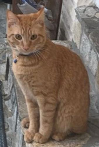 Lost Male Cat last seen Bluewater Bay, Niceville, FL 32578