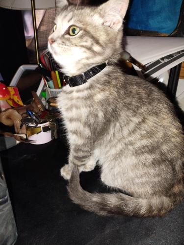 Lost Female Cat last seen City park and birch, Fort Collins, CO 80521