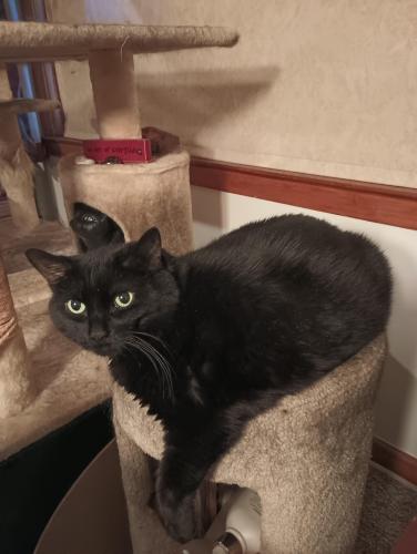 Lost Female Cat last seen Silver Spring and Green Bay Ave , Milwaukee, WI 53209