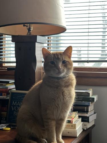Lost Male Cat last seen Graham Rd, Cuyahoga Falls, OH 44221
