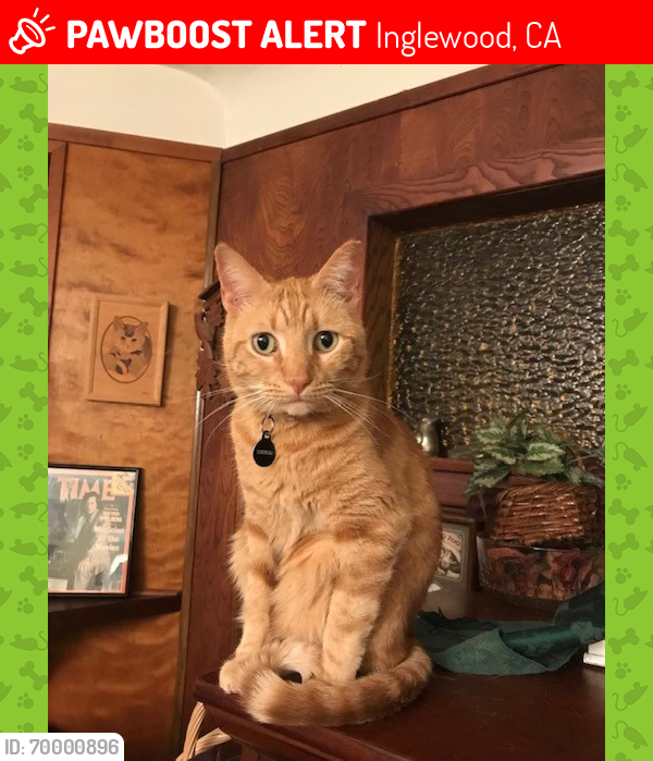 Lost Male Cat last seen Corner of Hillsdale and Acacia, by LaTijera and Centinela in North Inglewood, Inglewood, CA 90302
