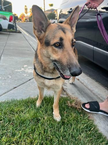 Found/Stray Male Dog last seen Hwy4, San Joaquin County, CA 95376
