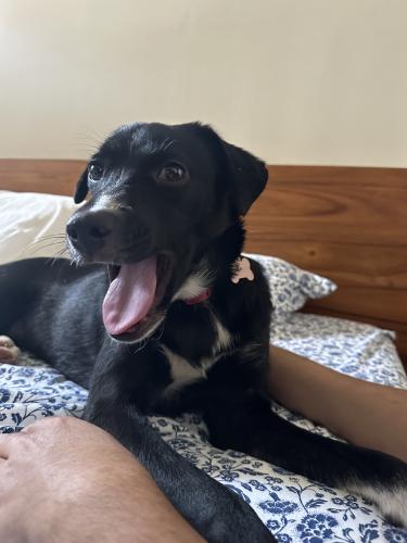 Lost Female Dog last seen Soccer field by Potomac Ave and Richmond Highway, Alexandria, VA 22301