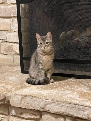 Lost Male Cat last seen Cornwall Dr; Canterbury Rd, Comal County, TX 78070
