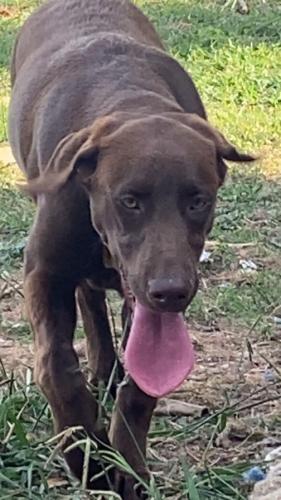 Lost Female Dog last seen I 35, Robinson, TX 76706