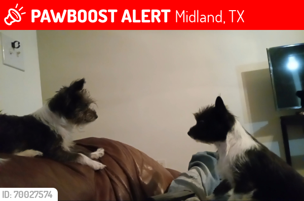 Lost Female Dog last seen Salvation army, Midland, TX 79701