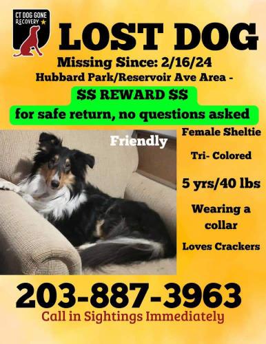 Lost Female Dog last seen Reservoir Ave, Meriden, CT 06451