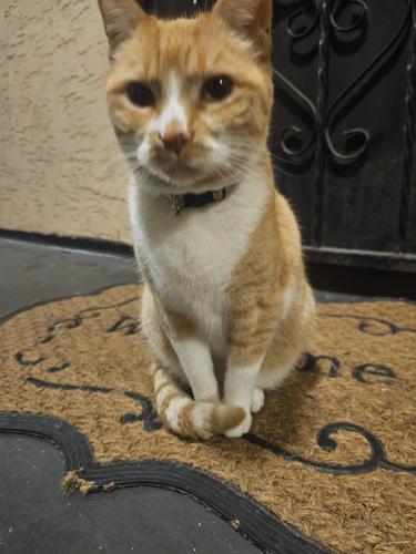 Lost Female Cat last seen Magnolia and 12 street, Los Angeles, CA 90006