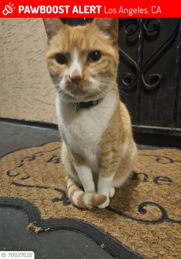 Lost Female Cat last seen Magnolia and 12 street, Los Angeles, CA 90006