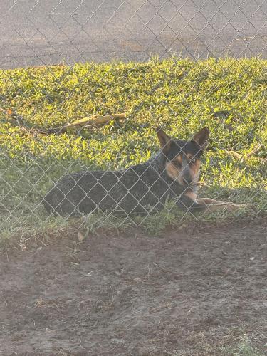 Found/Stray Male Dog last seen Behind Garcia middle school. , Brownsville, TX 78521