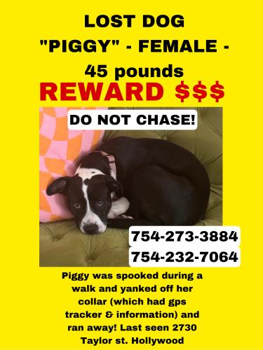 Lost Female Dog last seen Tyler & 26th (Hollywood) , Hollywood, FL 33020