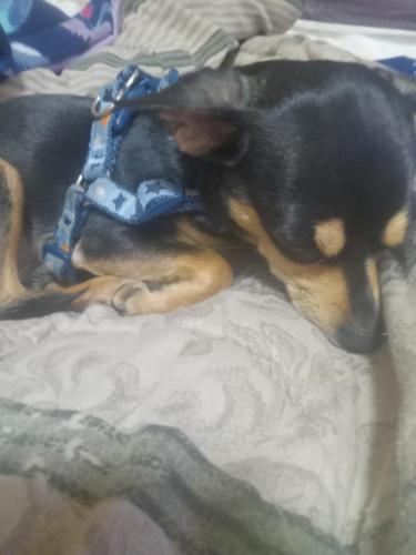 Lost Male Dog last seen Chapman highway , Knoxville, TN 37920