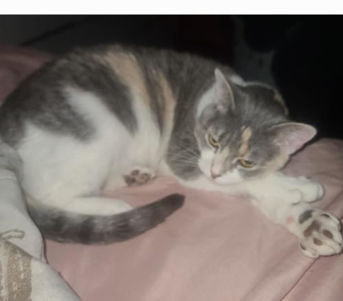Lost Female Cat last seen Near nw 39th st, Miami, FL 33127